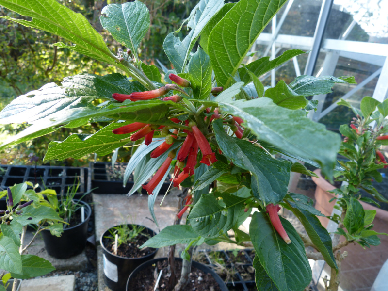 Iochroma coccinea.JPG