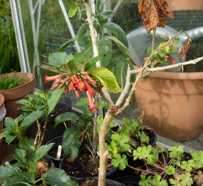 Iochroma coccinea.JPG