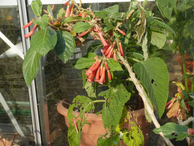 Iochroma coccinea1.JPG