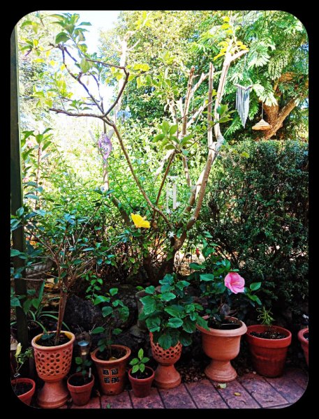 Iochroma cutback 20 Jul 22.jpg