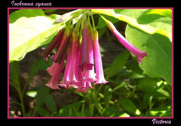 Iochroma cyanea Nov 08.JPG