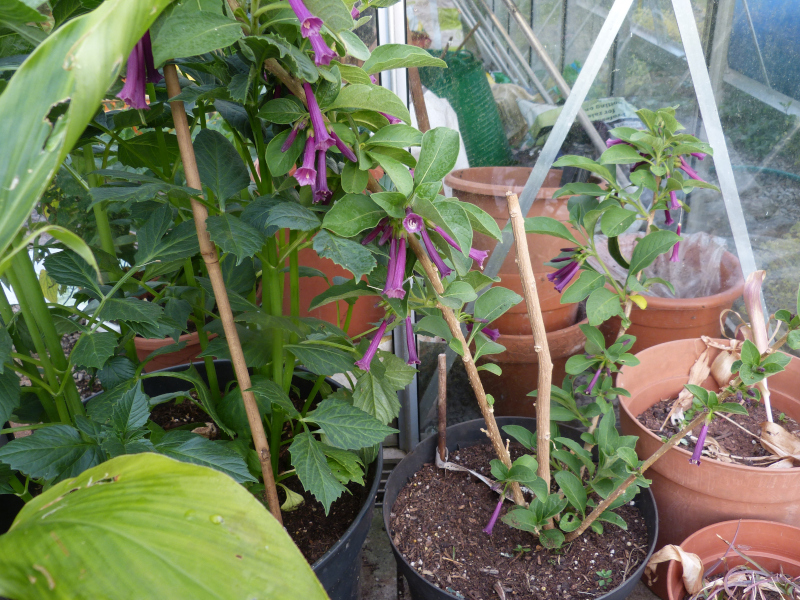 Iochroma cyaneum 2.JPG