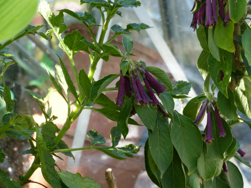 Iochroma cyaneum 4.JPG