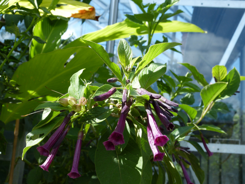 Iochroma cyaneum 5.JPG