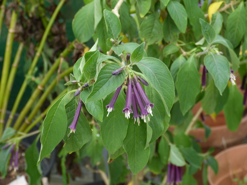 Iochroma cyaneum 6.JPG