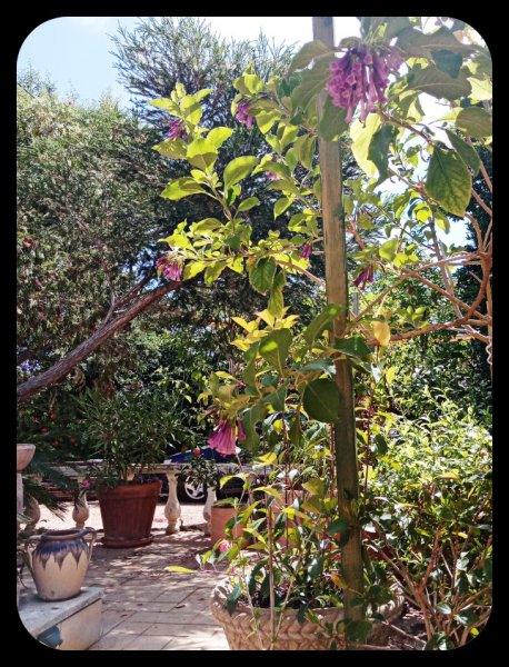 Iochroma Dancefloor 28 May 22.jpg