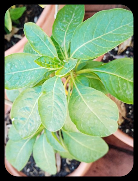 Iochroma  fuchsioides  28 May 22.jpg