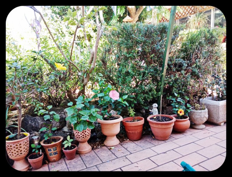 Iochroma Hibiscus 20 Jul 22.jpg