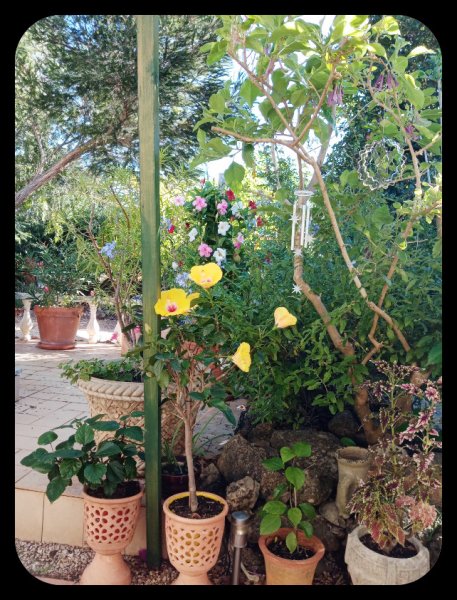 Iochroma Hibiscus 22 Oct 21.jpg