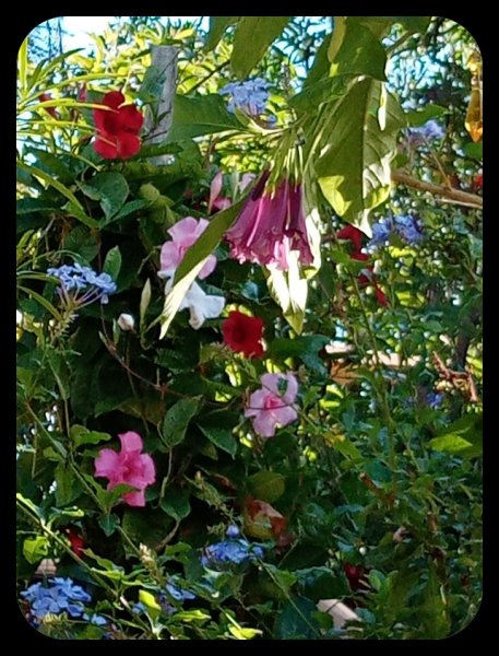 Iochroma Mandevilla Plumbagp 10 Nov 21.jpg