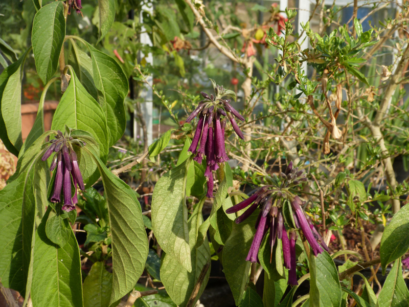 Iochroma purpurea 3.JPG