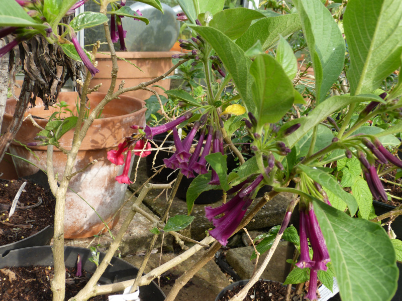 Iochroma purpurea.JPG