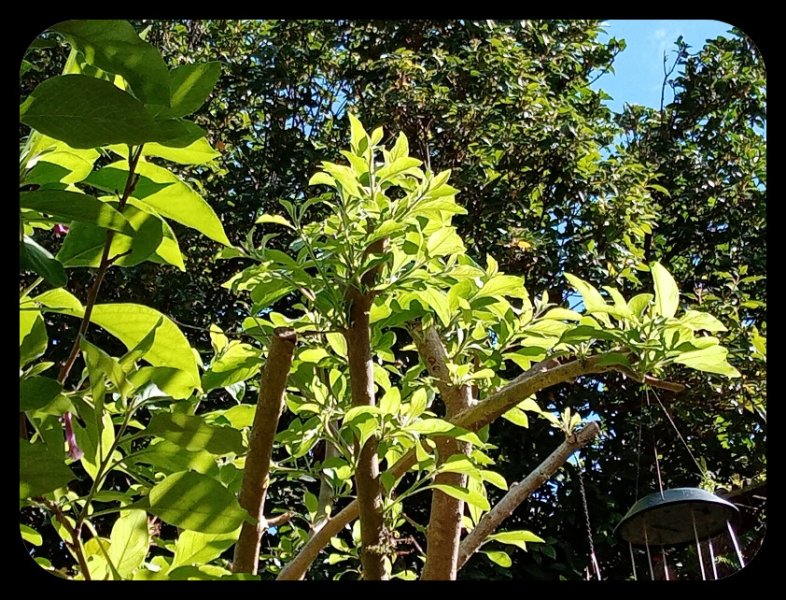 Iochroma regrowth 3 Nov 21.jpg