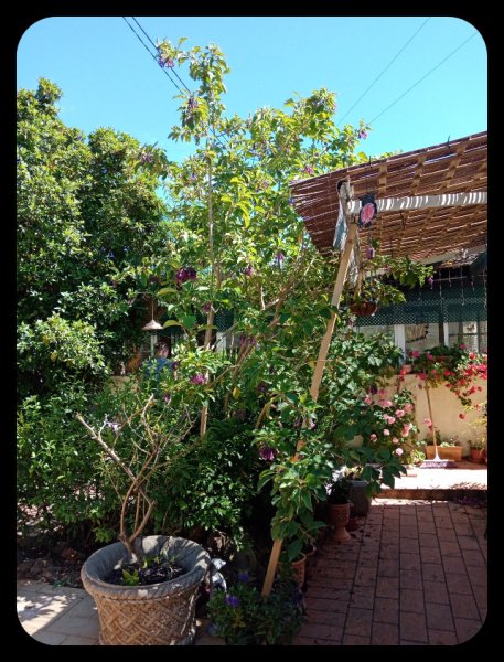 Iochroma1 15 May.jpg