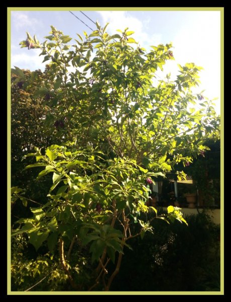 Iochroma1 4 Dec 20.jpg