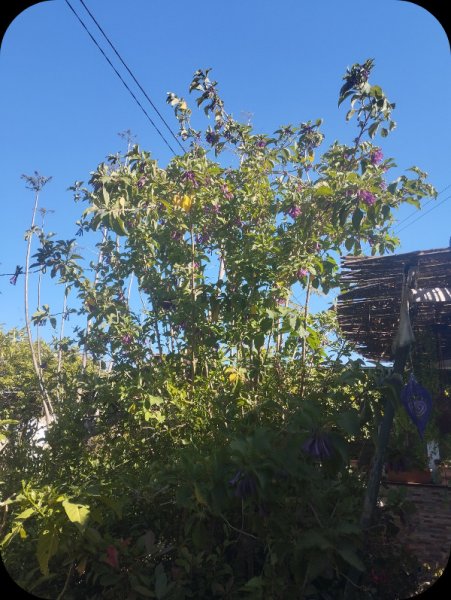 Iochroma2 19 May 25.jpg