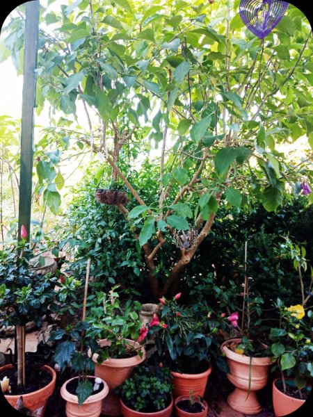 Iochroma2 22 May 24.jpg