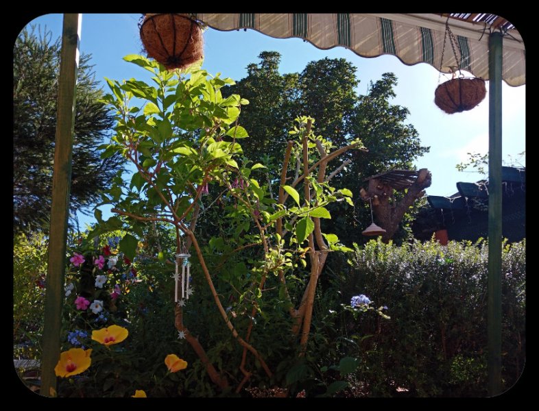 Iochroma2 22 Oct 21.jpg