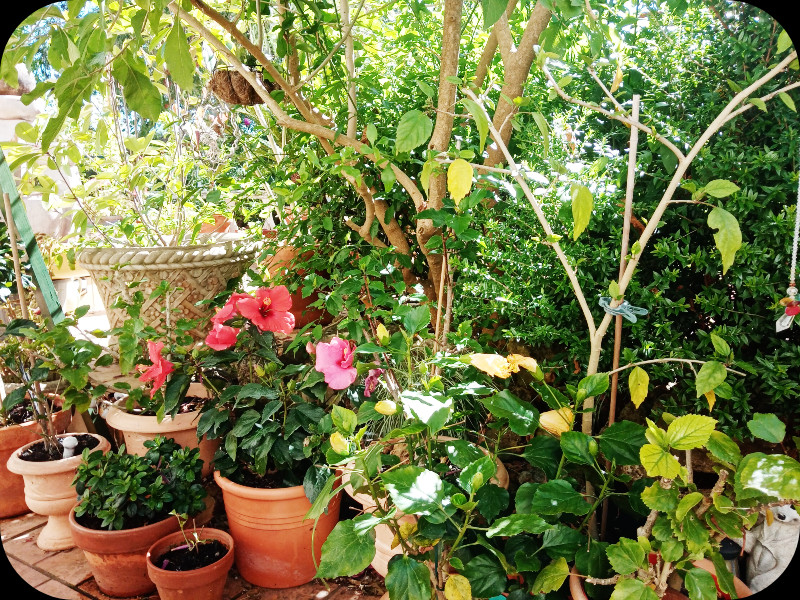 Iochroma2 25 May 24.jpg