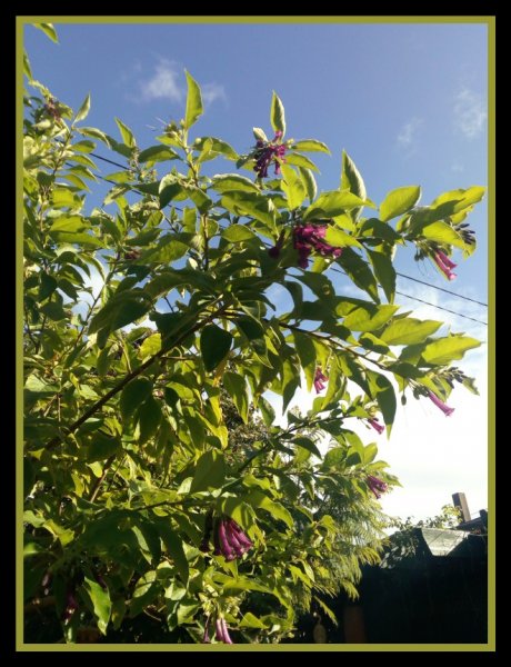 Iochroma3 4 Dec 20.jpg