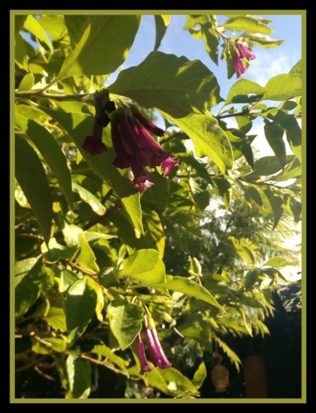 Iochroma4 4 Decc 20.jpg