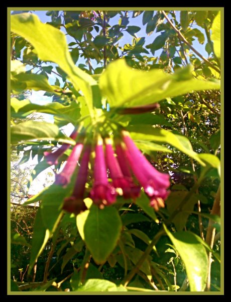 Iochroma5 4 Dec 20.jpg