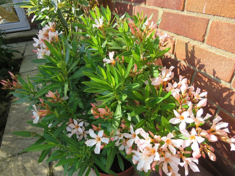 Ioleander.JPG