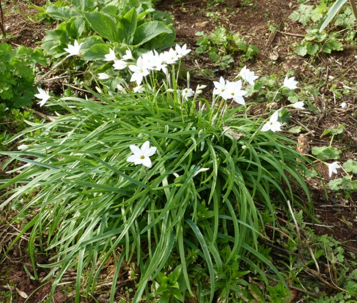 Ipheion Albert Castillo.JPG