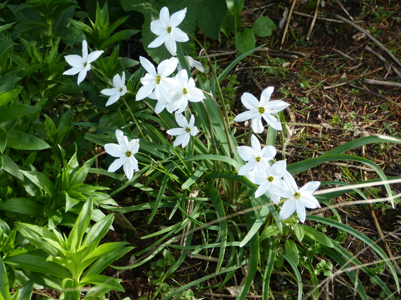 Ipheion Alberto Castillo.JPG
