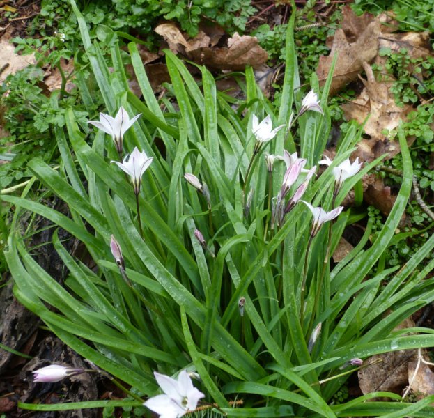 Ipheion Denver Daybreak2.JPG