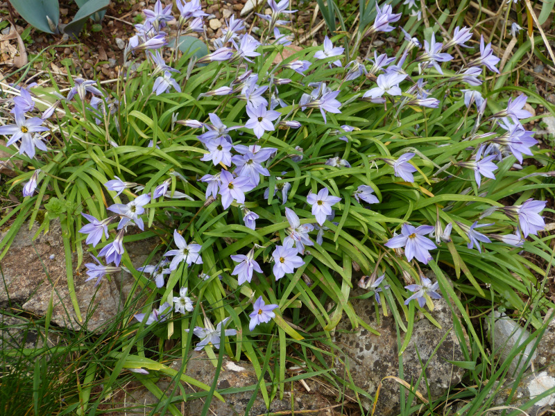 Ipheion uniflorum Wisley Blue.JPG