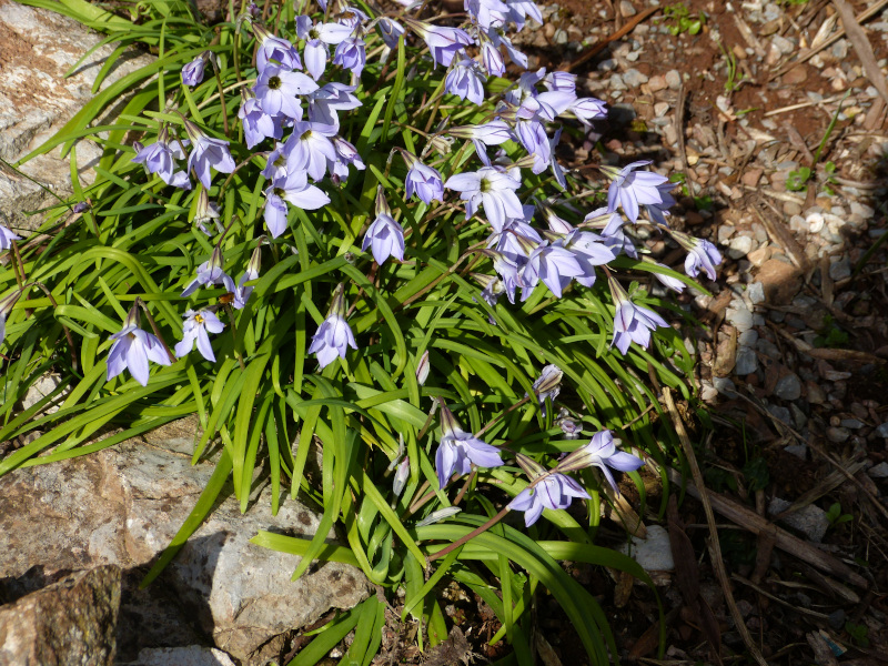 Ipheion Wisley Blue.JPG
