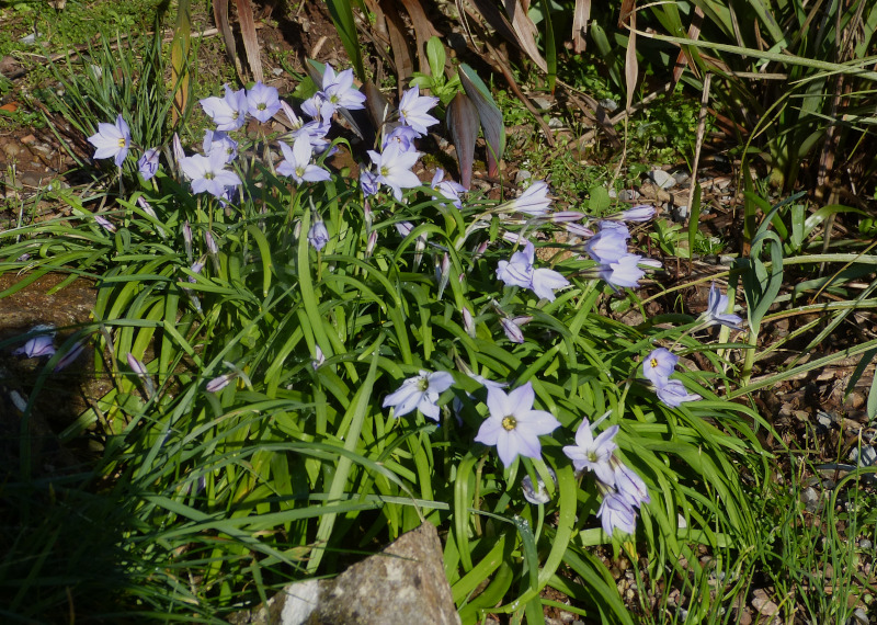 Ipheion Wisley Blue.JPG