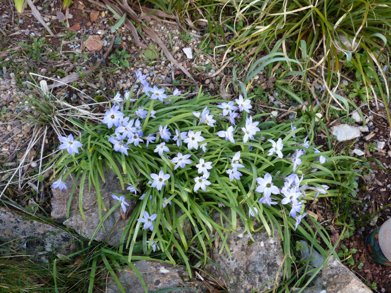 Ipheion Wisley Blue.JPG
