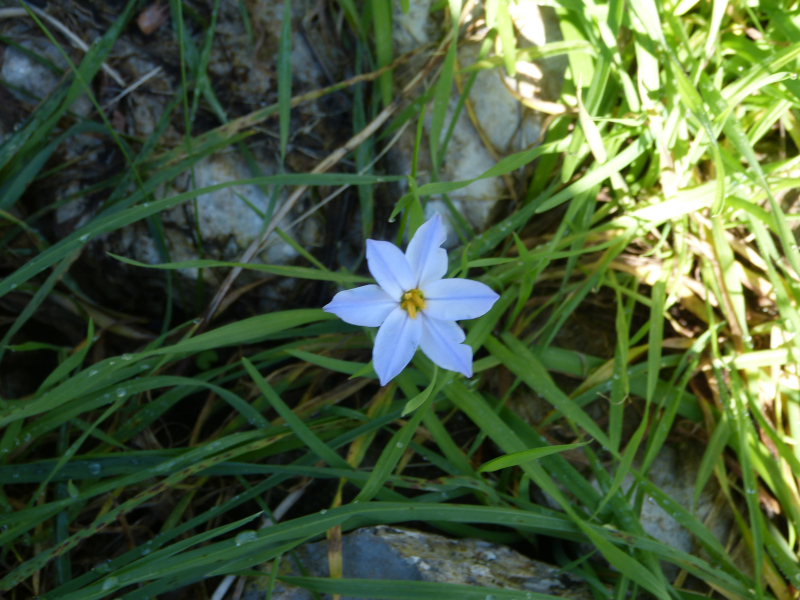 Ipheion Wisley Blue.JPG