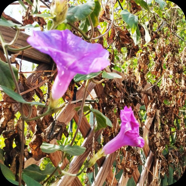 Ipomea2 4 Nov 25.jpg