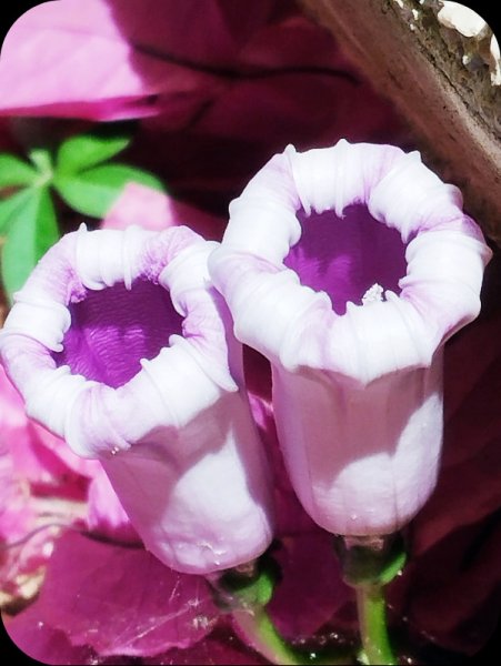 Ipomoea cairica  24 Jul 25.jpg