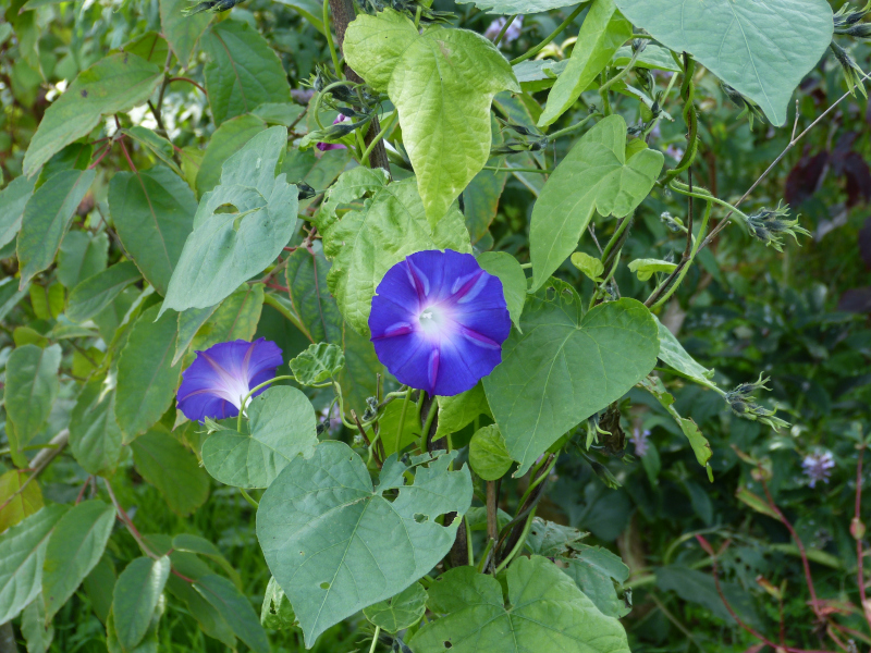 Ipomoea Grandpa Ott 1.JPG