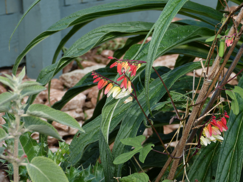 Ipomoea lobata.JPG