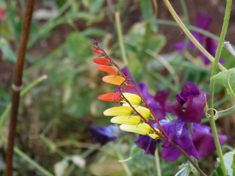 Ipomoea lobata.JPG