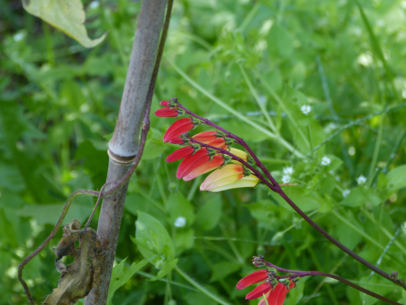 Ipomoea lobata.JPG