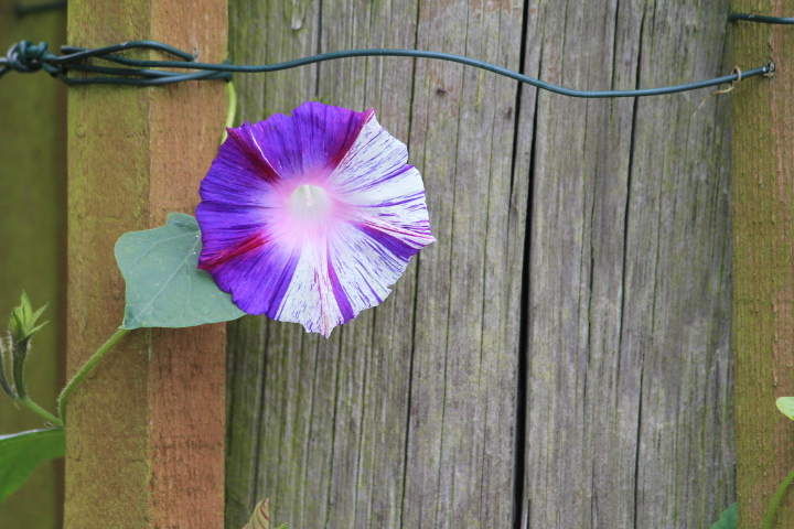 Ipomoea 'Venice Blue'.JPG