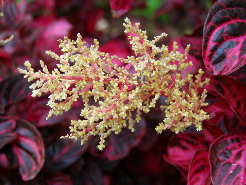 IRESINE  HERBSTII 23-03-2010 14-47-20.JPG