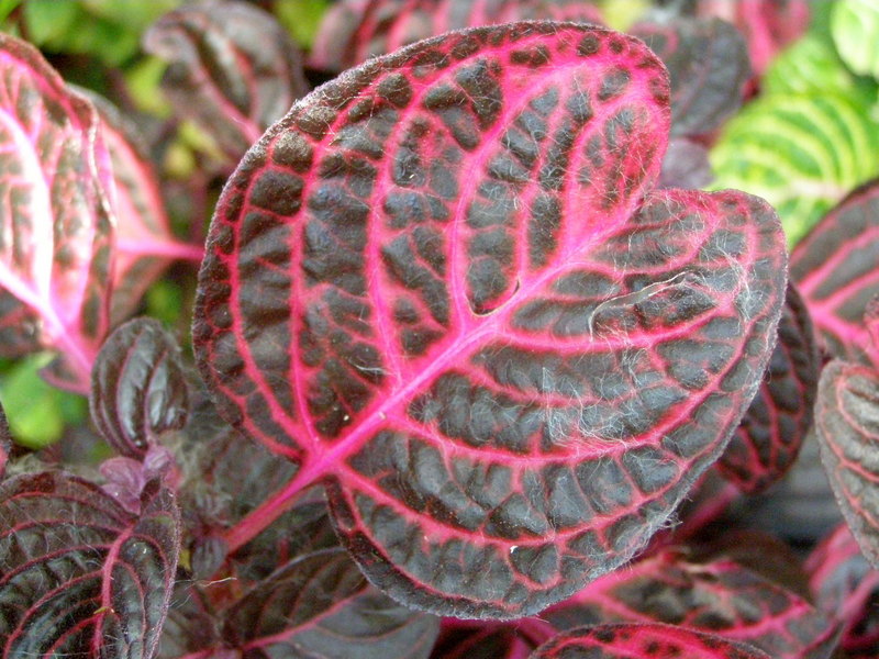 IRESINE  HERBSTII 29-03-2010 11-39-17.JPG