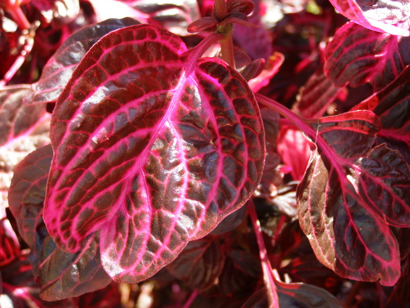 IRESINE  HERBSTII 29-03-2010 13-56-56.JPG