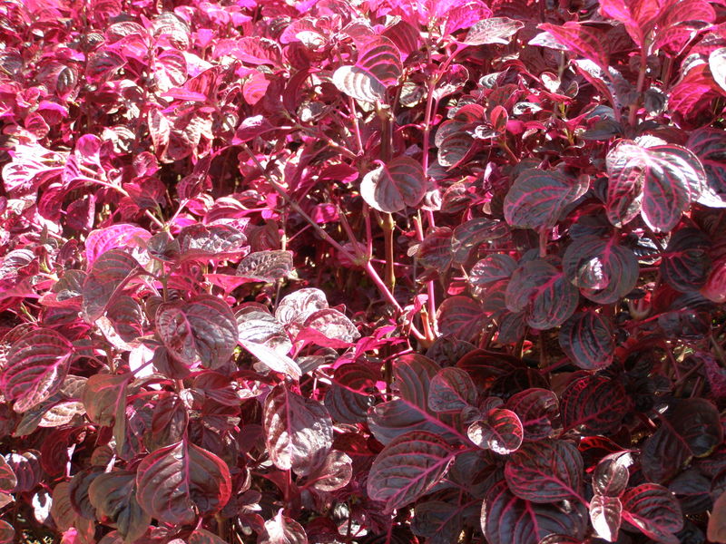 IRESINE  HERBSTII 29-03-2010 13-57-09.JPG