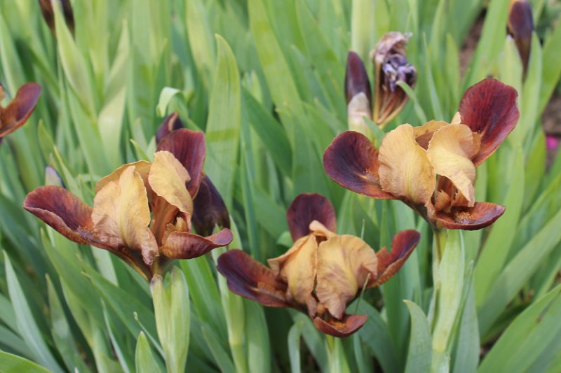 Iris 2015.JPG