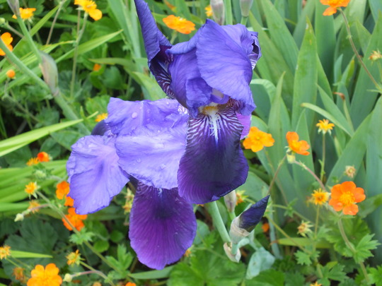 iris and geum.jpg