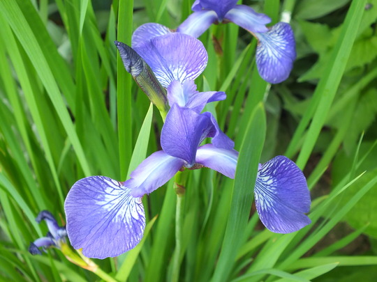 iris blue.jpg
