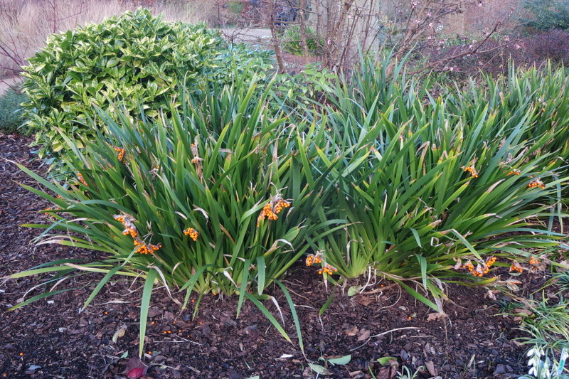 IRIS  FOETIDUS 10-02-2016 14-41-07.JPG